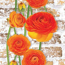 Панель ПВХ термоперевод 615 0,25х2,7м 75157