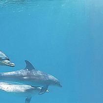 Porto Dolphins 1 centro Декор 25x60